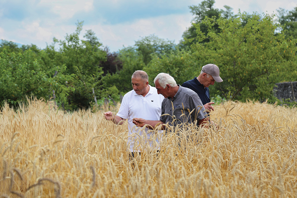 Georgian Wheat