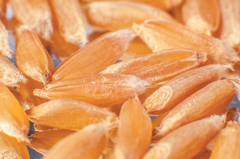Georgian Wheat