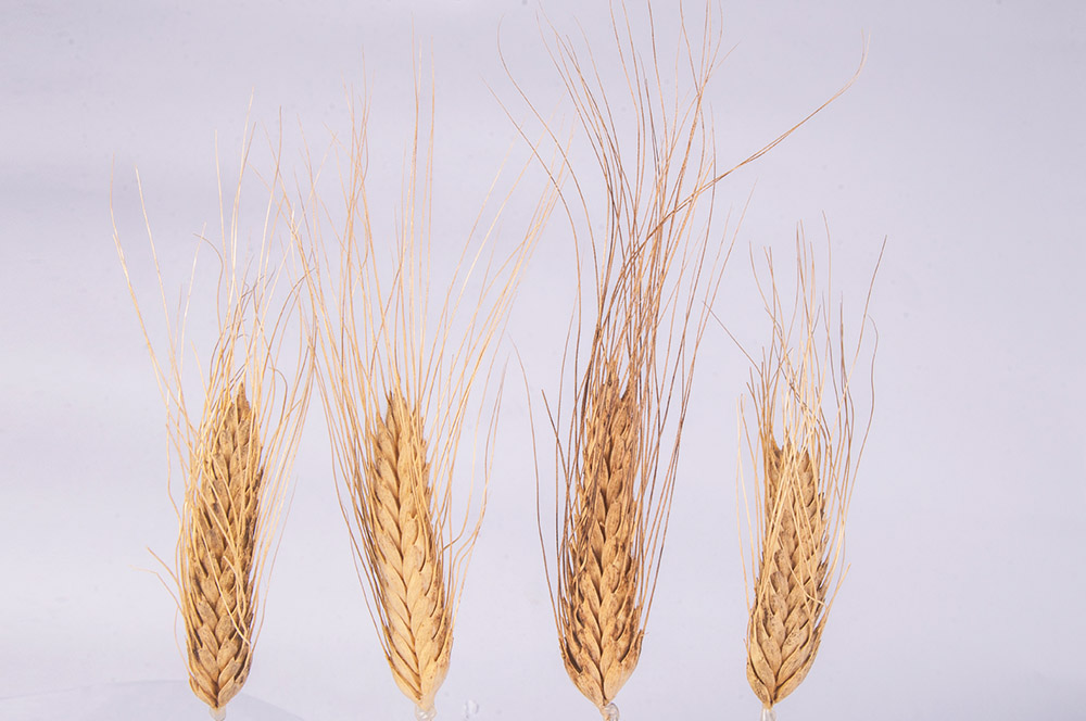 Georgian Wheat