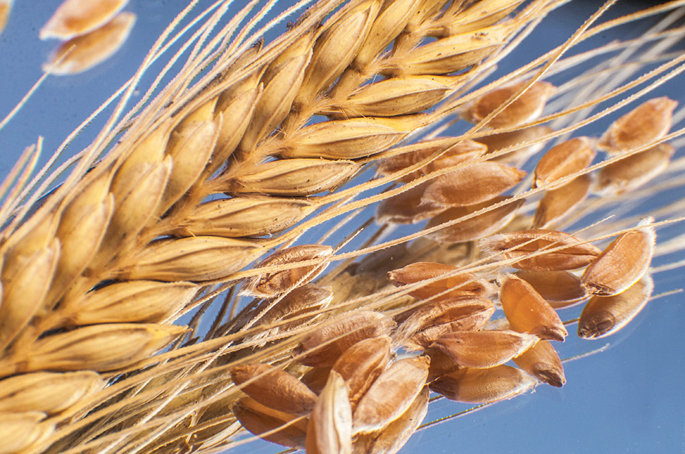 Georgian Wheat