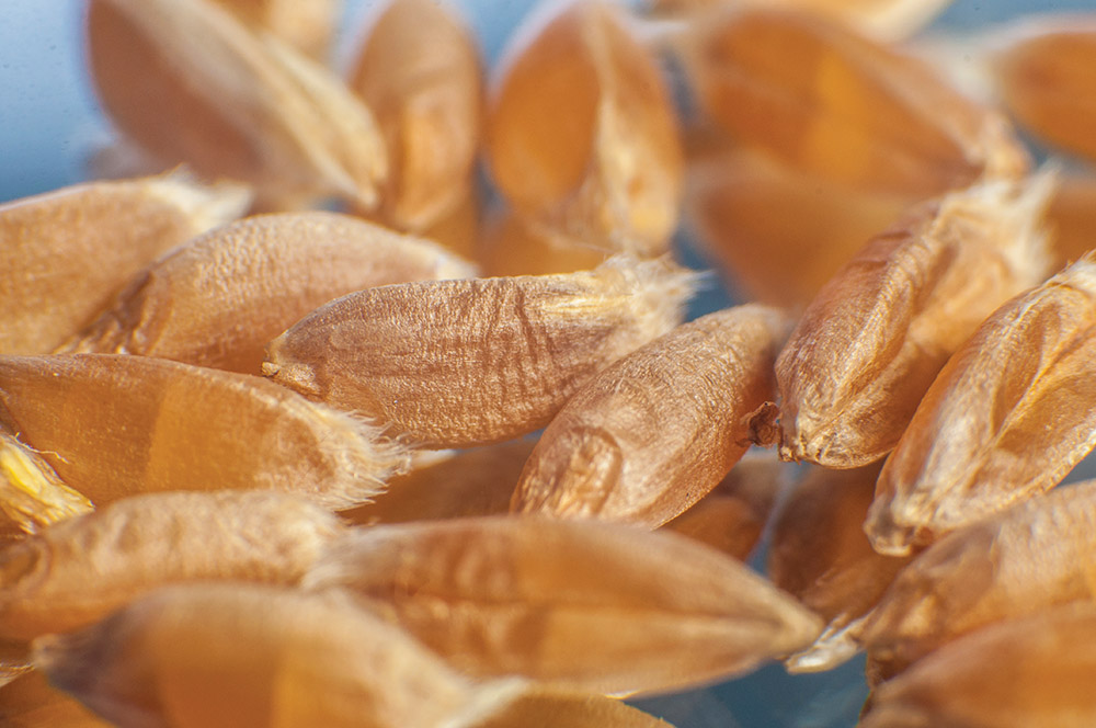 Georgian Wheat
