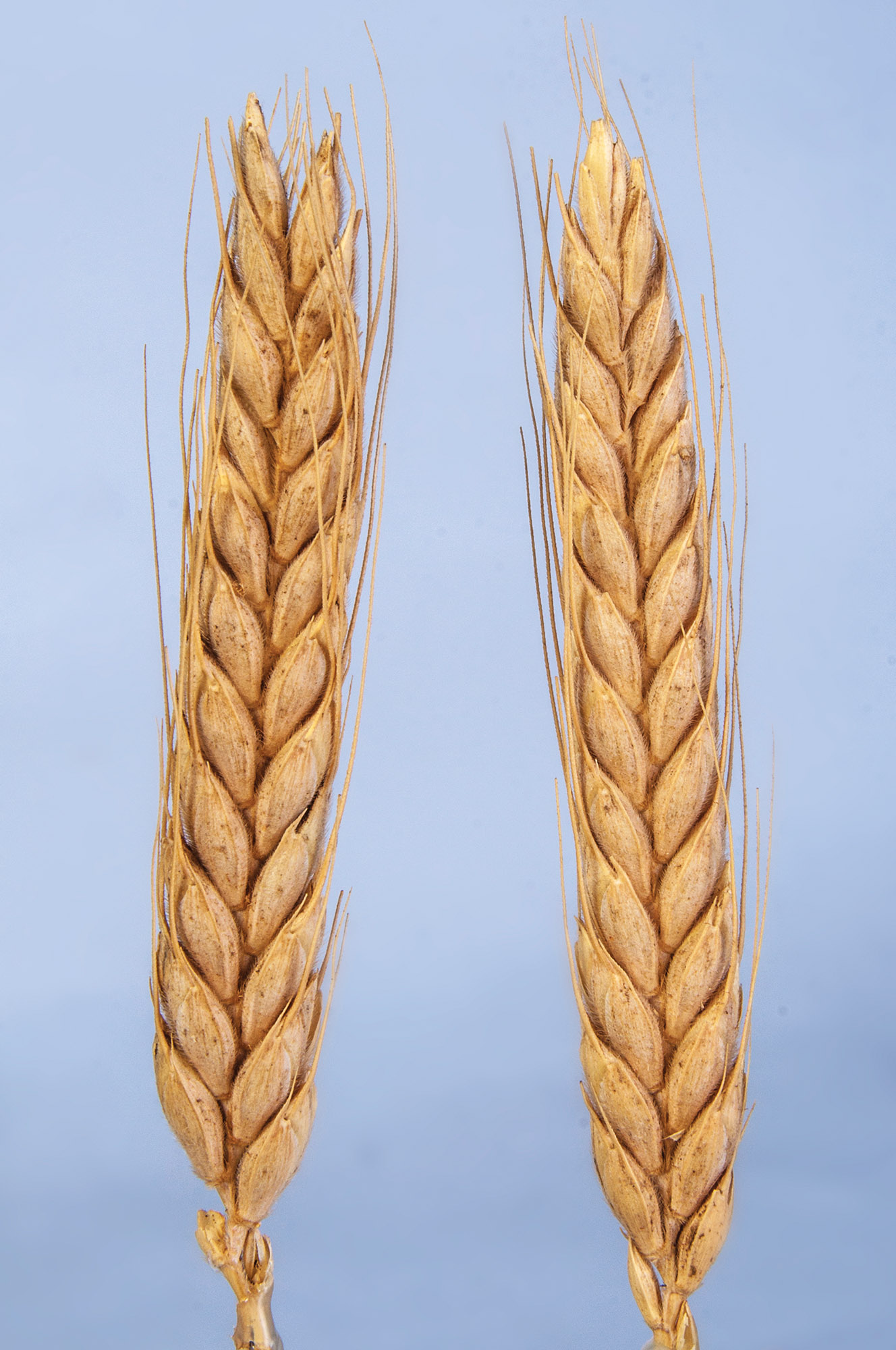 Georgian Wheat