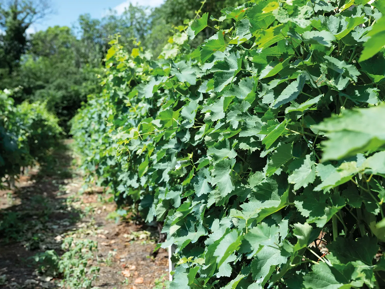 Cradle of Wine 