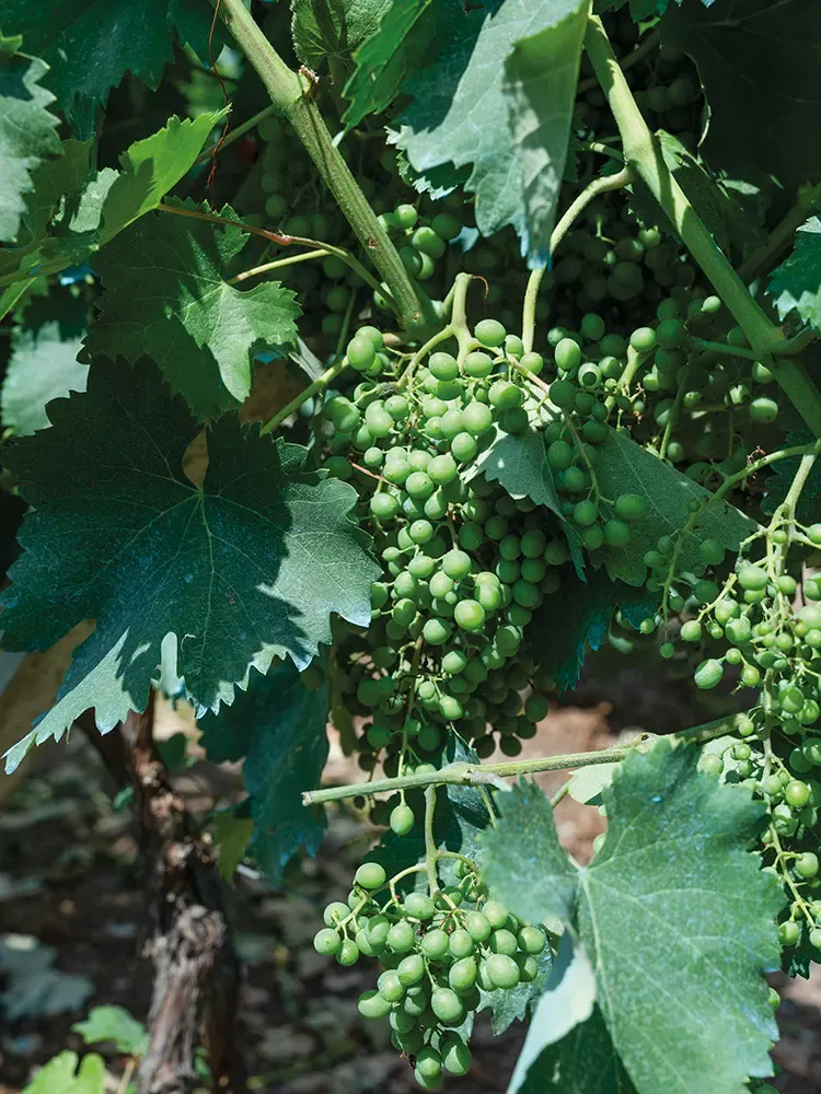 Small artisan wineries in Georgia