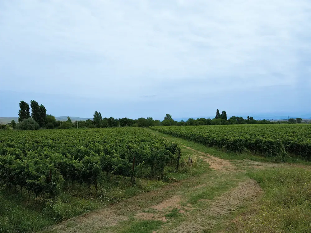 Georgian winemaking history