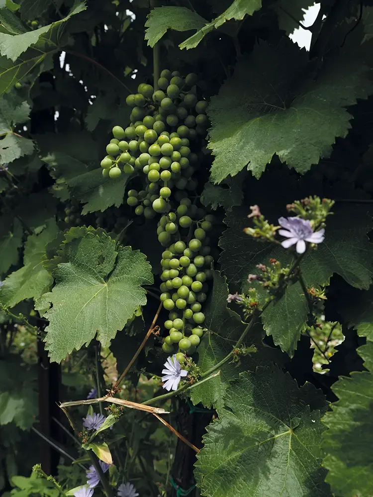 Georgian winemaking history