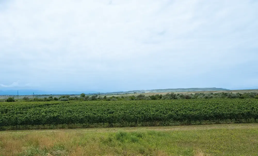 Georgian winemaking history