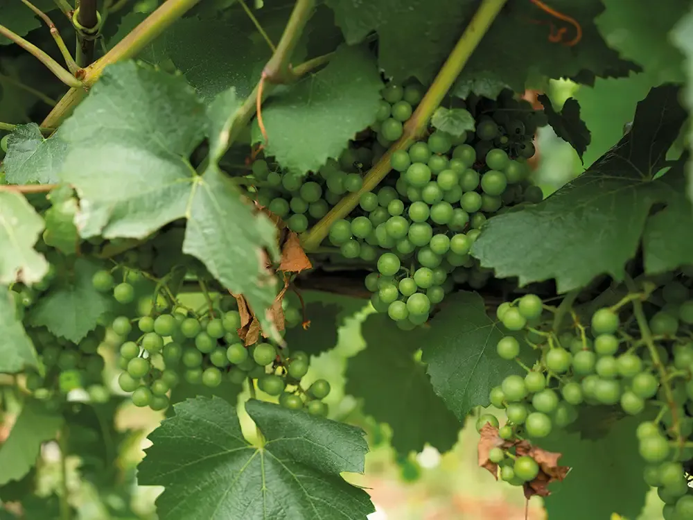 Georgian winemaking history