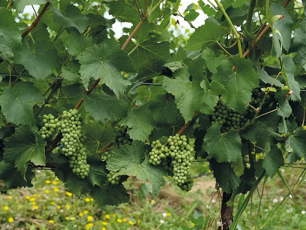Georgian winemaking history