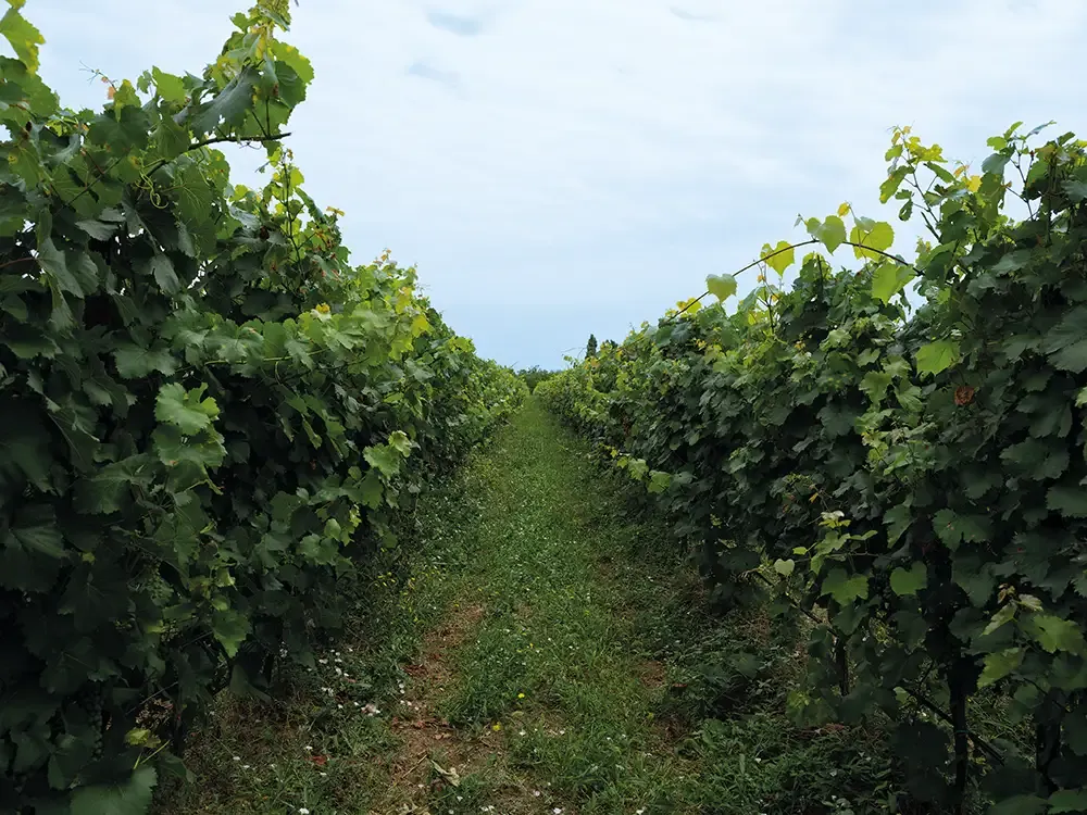 Georgian winemaking history