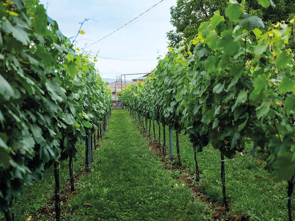 Gvinia Winery