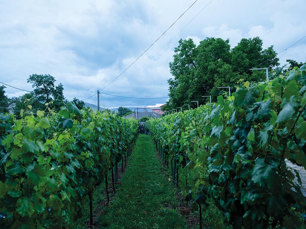 Gvinia Winery