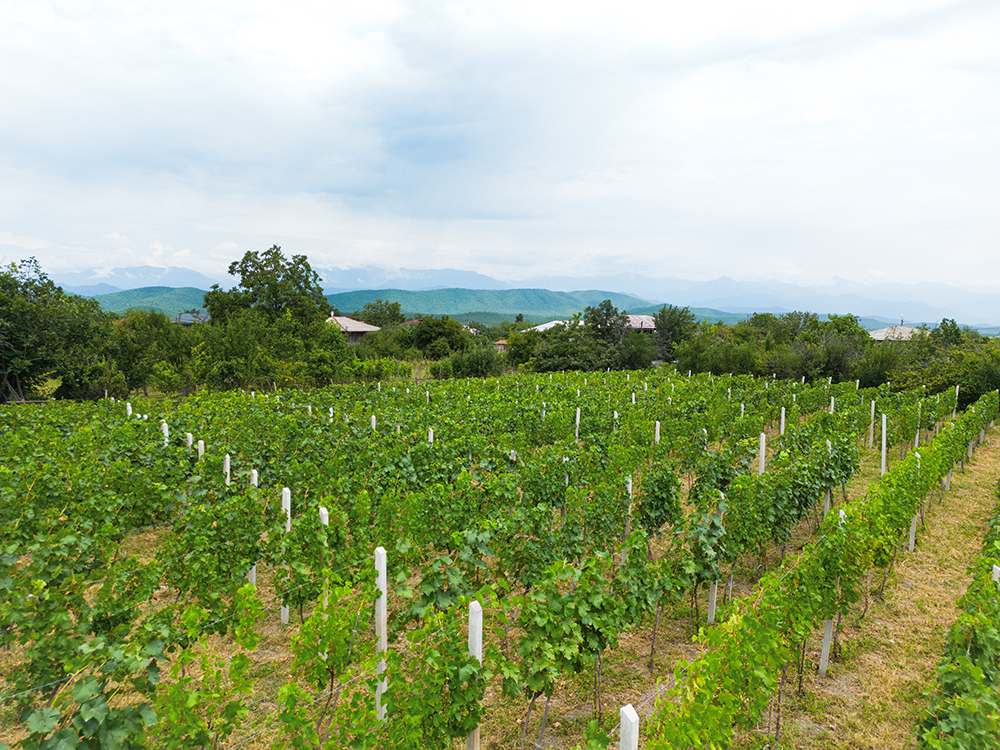 White Bunny - Vineyard